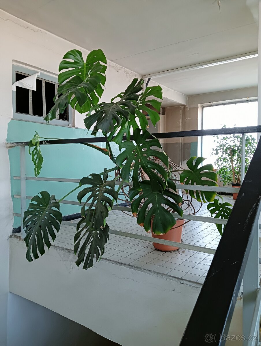 Monstera - 2