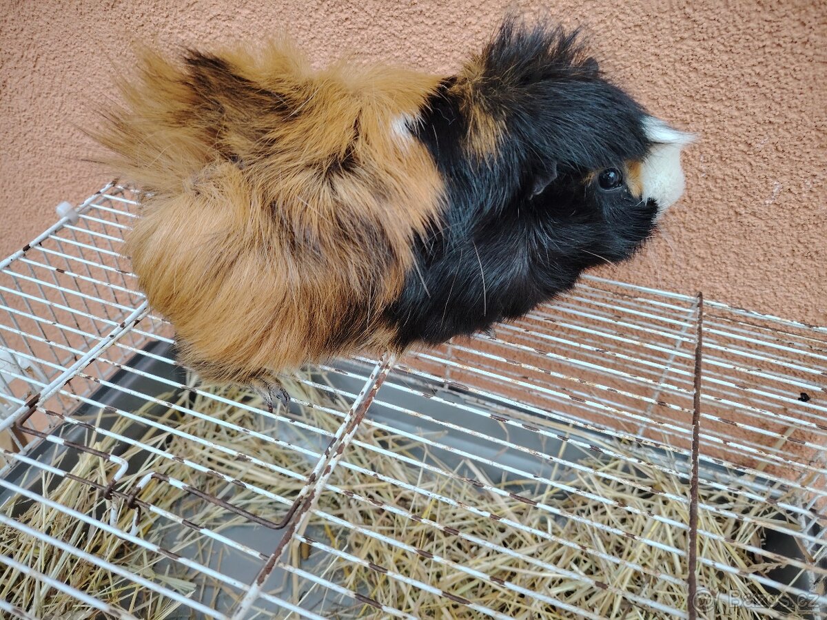 Morče, rozeta,samec - 2