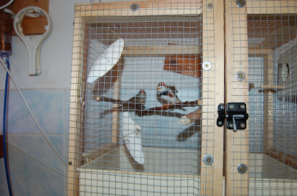 Prodám párek zebřiček - 2