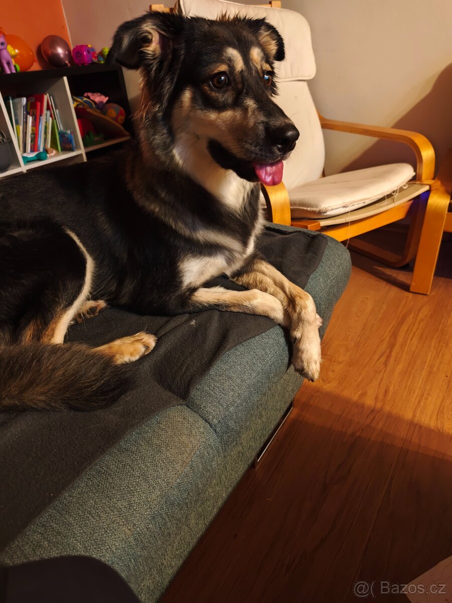 Kříženec borderky,labradora,huskyho - 2