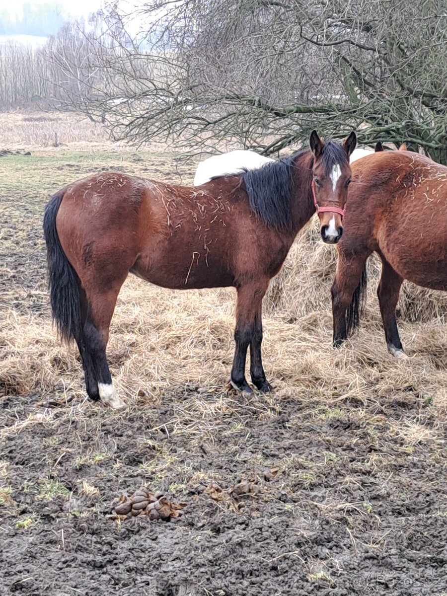 APH 2letý valach - 2