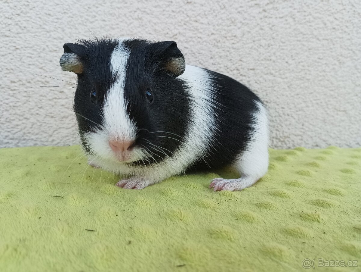 Morče - samice Raviola - 2