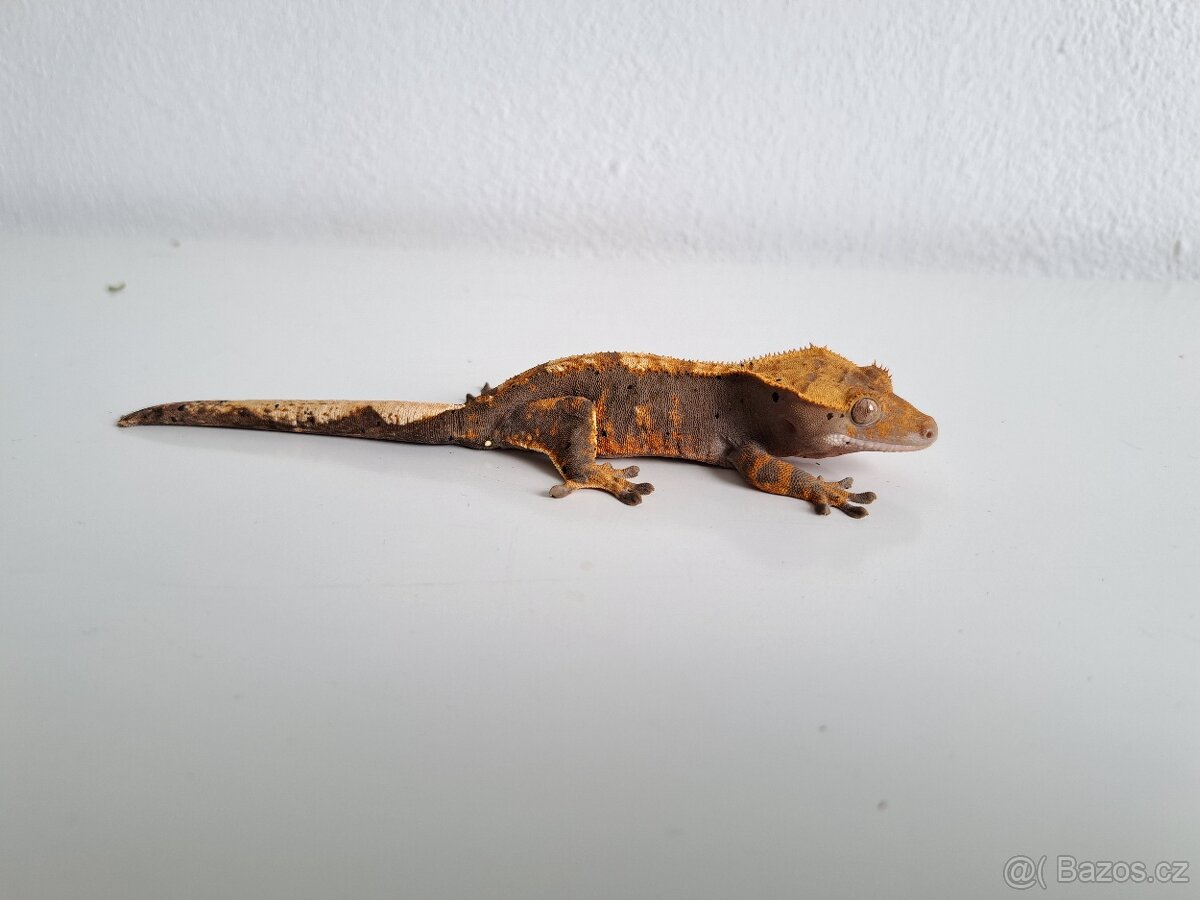 pragekon řasnatý samice - 2