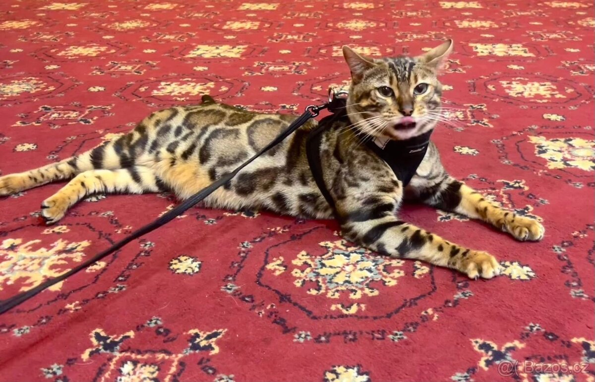 Bengálská kočka - 2