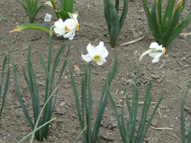 Narcisy - 2