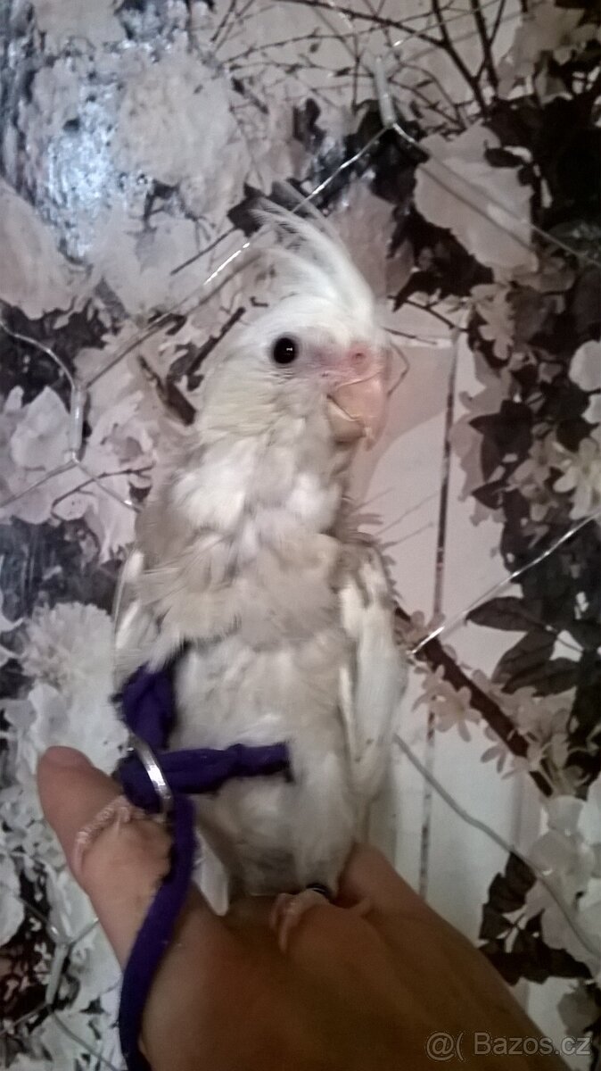 KORELA RUCNE DOKRMENA mlade UCENA NA KSIRKY - 2