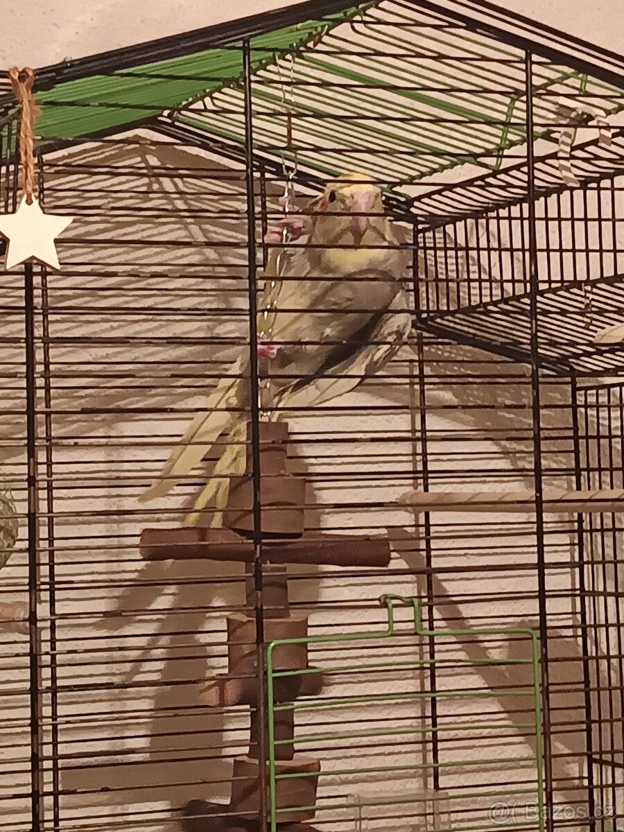 Korela Chocholatá - 2