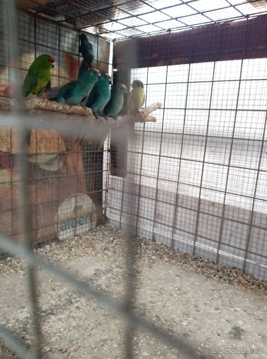 Prodám kakariki - 2