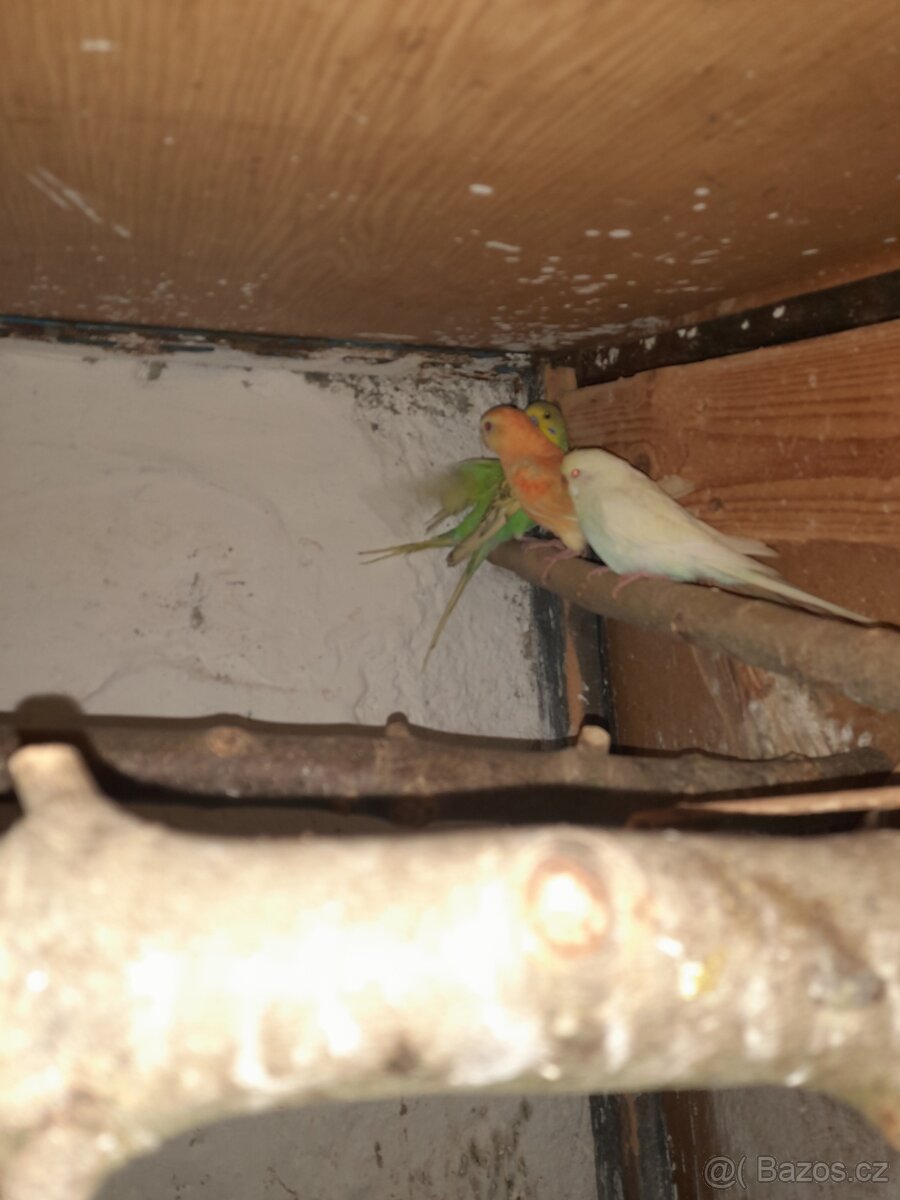 Papoušek zpěvavý - 2