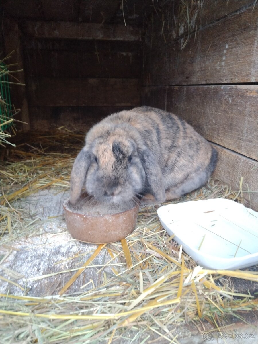 Zakrslý králík - 2