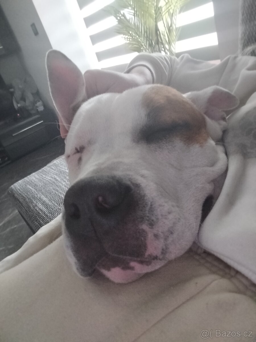 Americký Stafordšírský teriér - 2