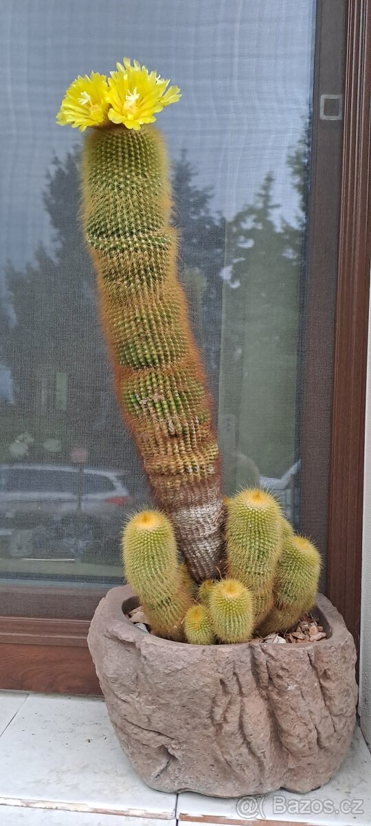 kaktus žlutě kvetoucí - 2