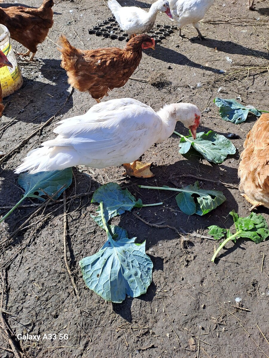 Prodám kačeny na chov - 2