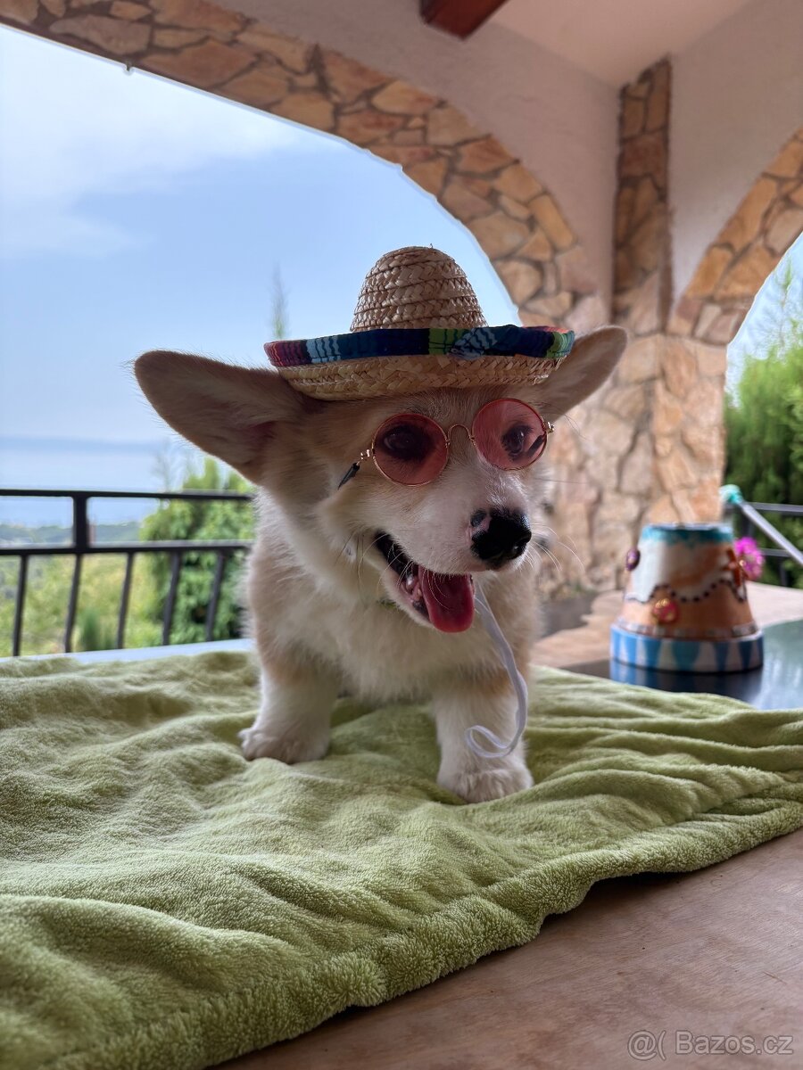 Welsh Corgi Pembroke - 2
