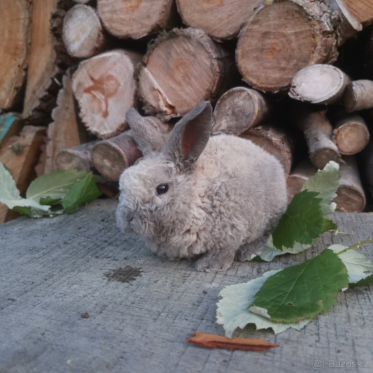 Krasna miminka rex beranků ( plyšová srst) - 2