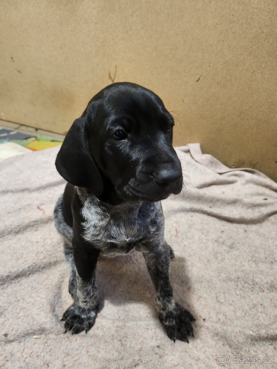 Německý krátkosrstý ohař - 2