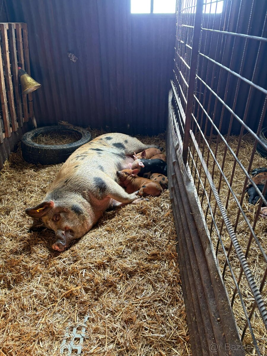 Selata-Pietrane x Duroc (letos jsou všechna prodaná) - 2