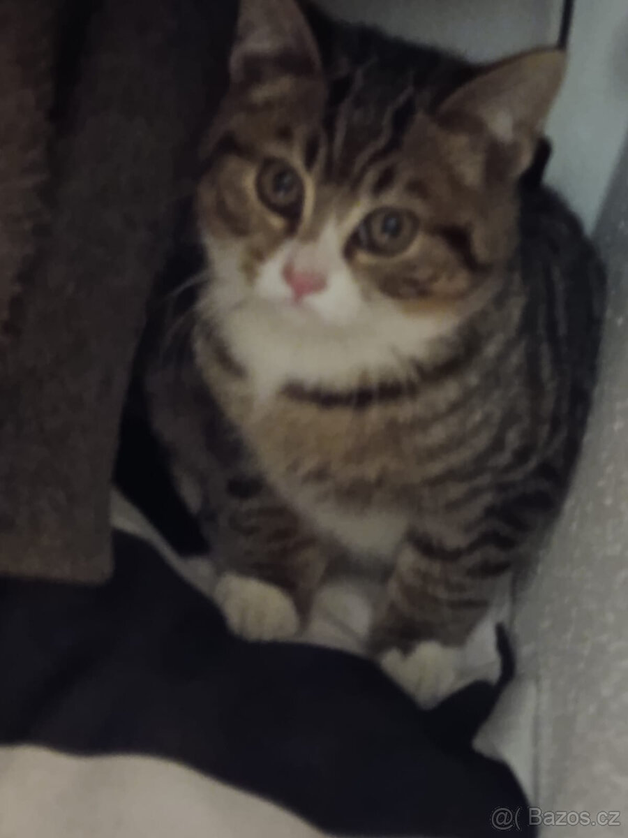 Opuštěná koťatka z Bavorova - 2