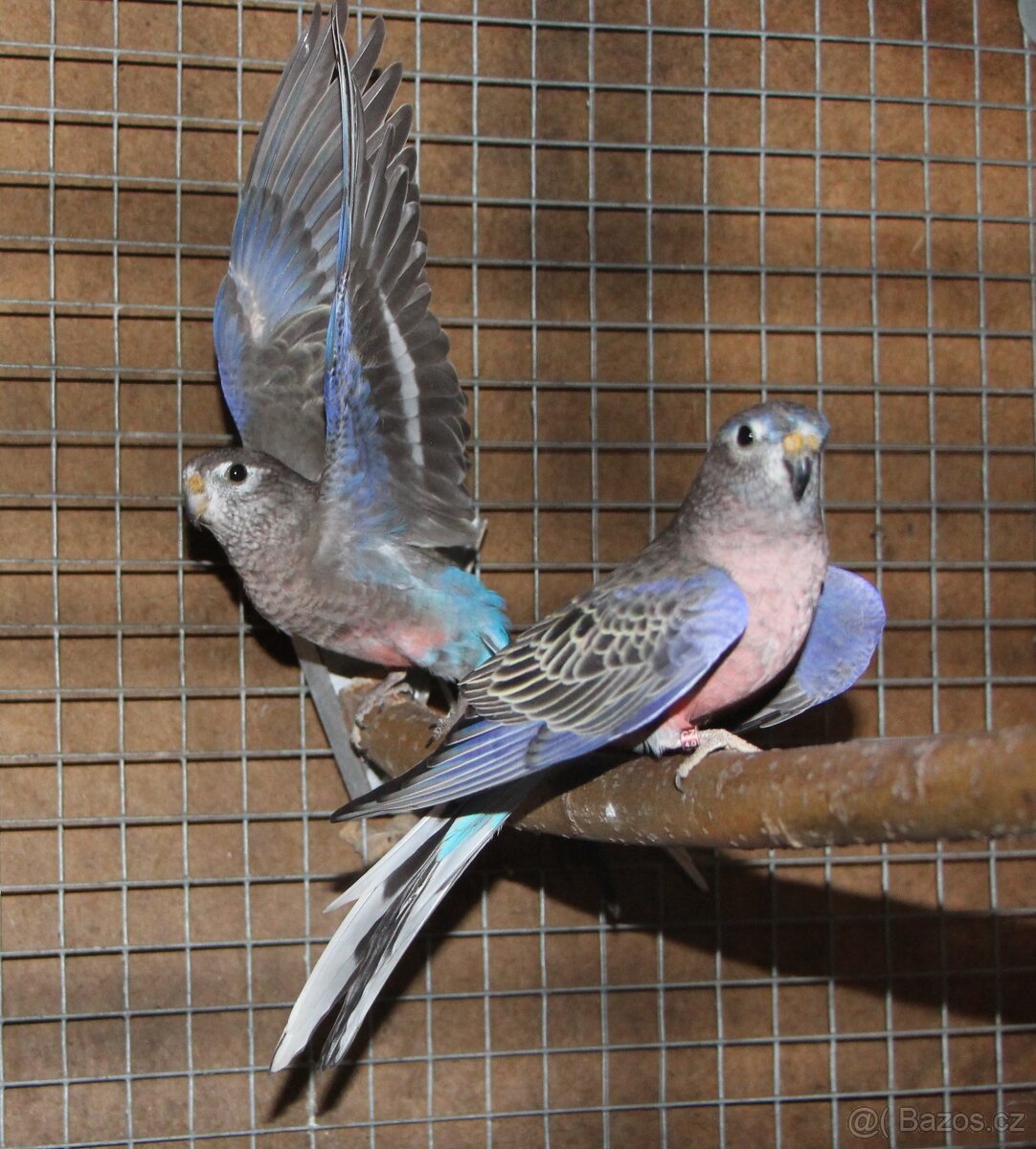 Letošní odchovy australských papoušků - 2