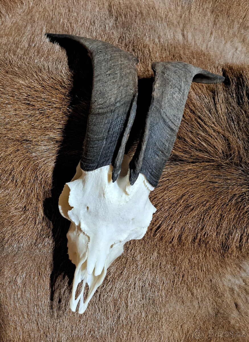 Trofeje, baran a cap - 2