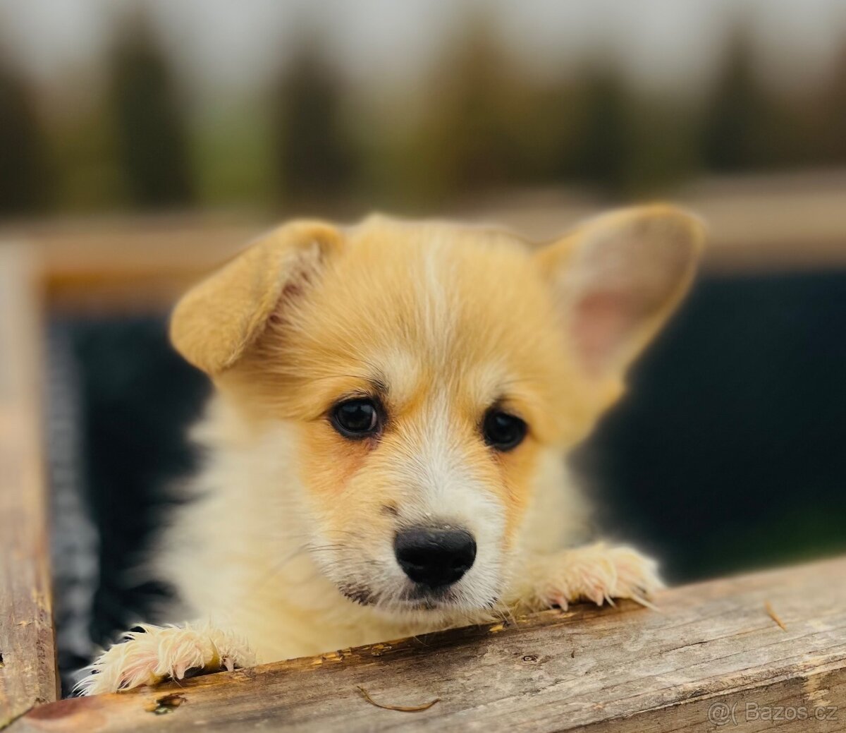 Welsh corgi pembroke s PP (FCI) - 2