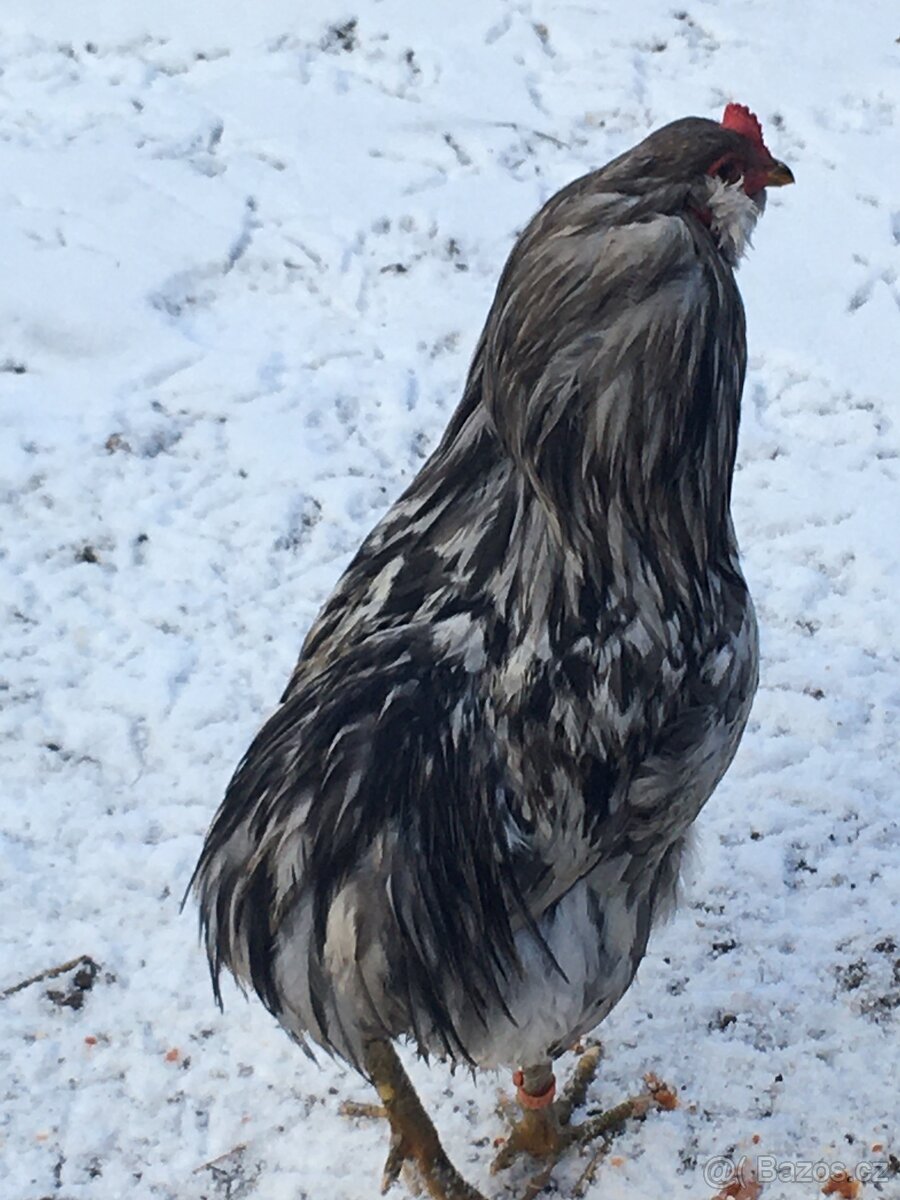 Kohout araukany - 2