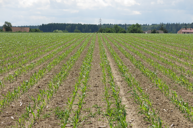 Secí stroj Kinze 3600 12R Twin Row - 2