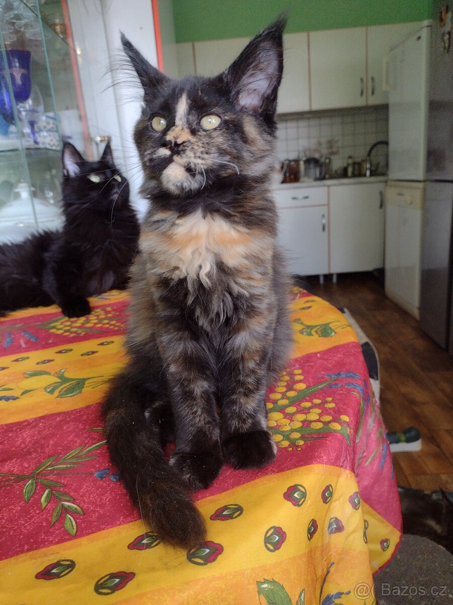 Prodám mainskou mývalí kočičku s PP - 2