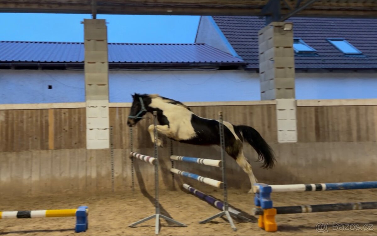 wetsfalska klisna - 2