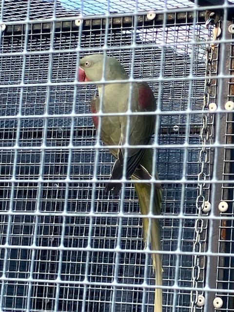 Alexandr Velký 2,1 - 2