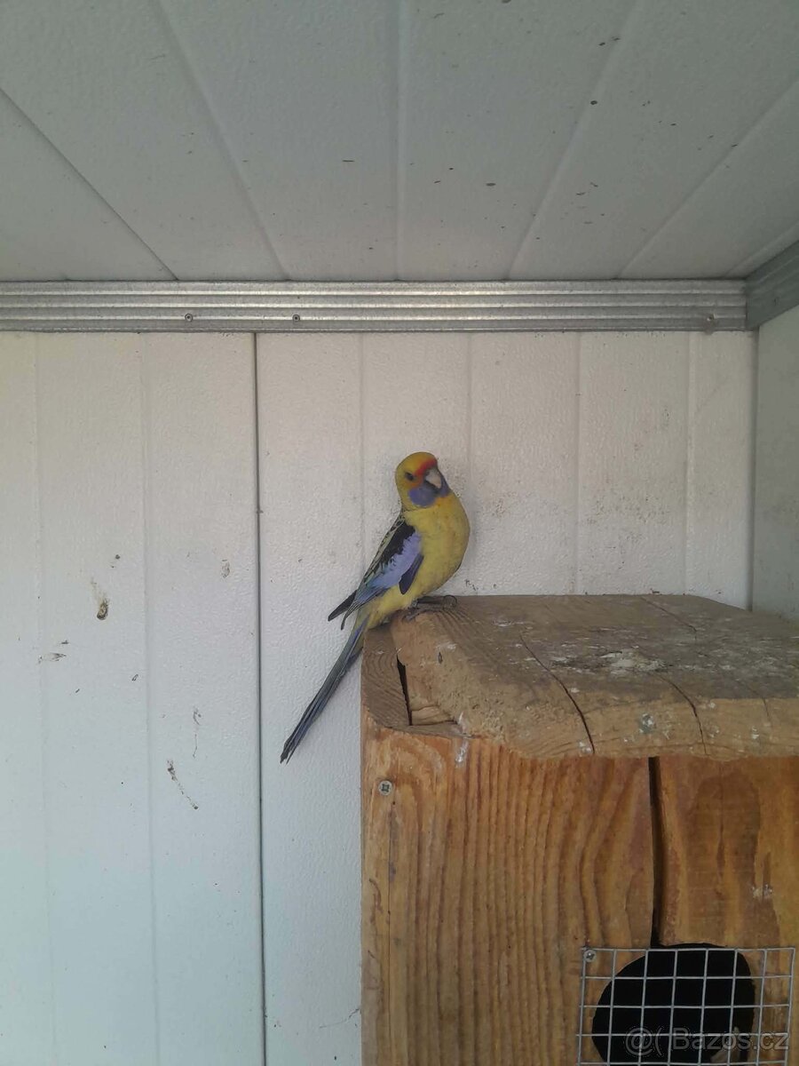 Rosela slámožlutá - 2