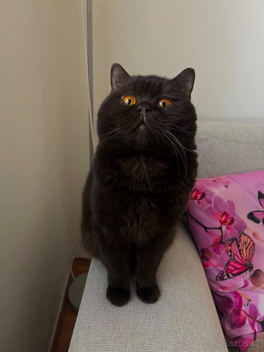 Britská čokoládová kočka s PP - 2