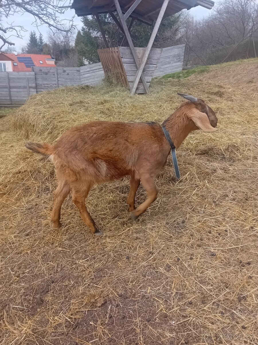 Kůzlata - 2