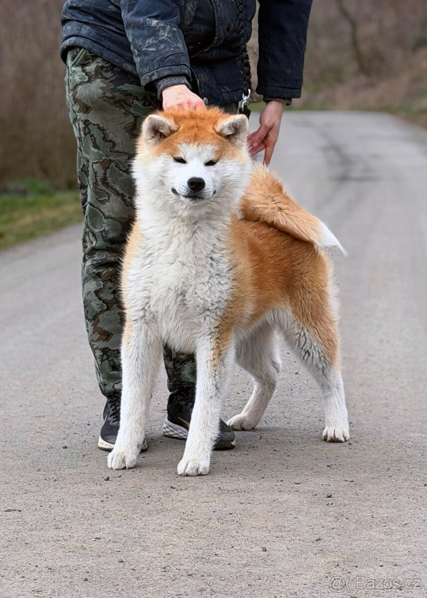 Akita Inu fenka s průkazem původu - odběr ihned - 2