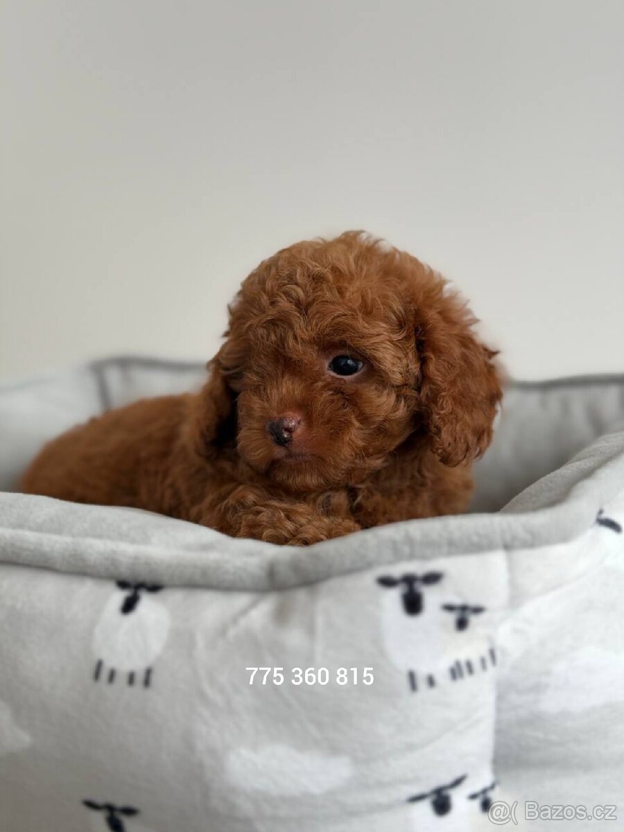 Chlapeček Maltipoo f2 - 2