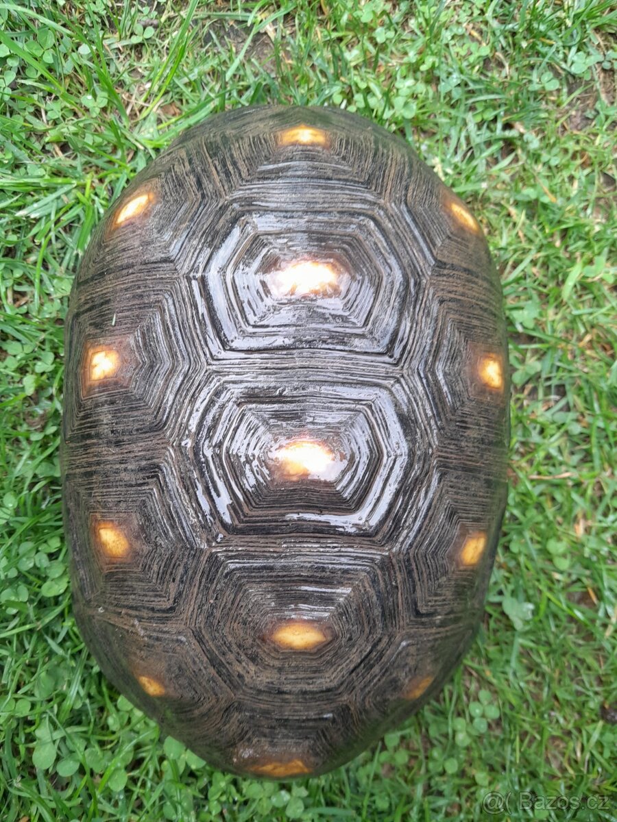 Želva Uhlířská - dospělé dvě samice - 2