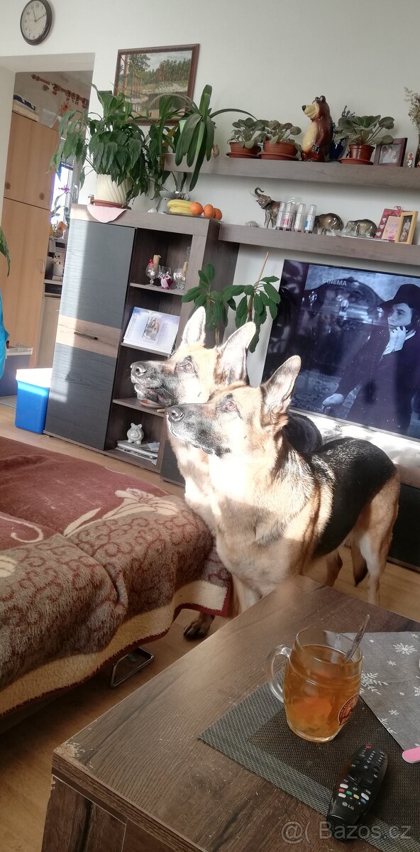 Nemecky ovčák typu Rex(štěňata) - 2