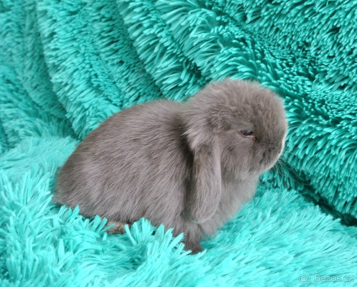 minilop - sameček - 2