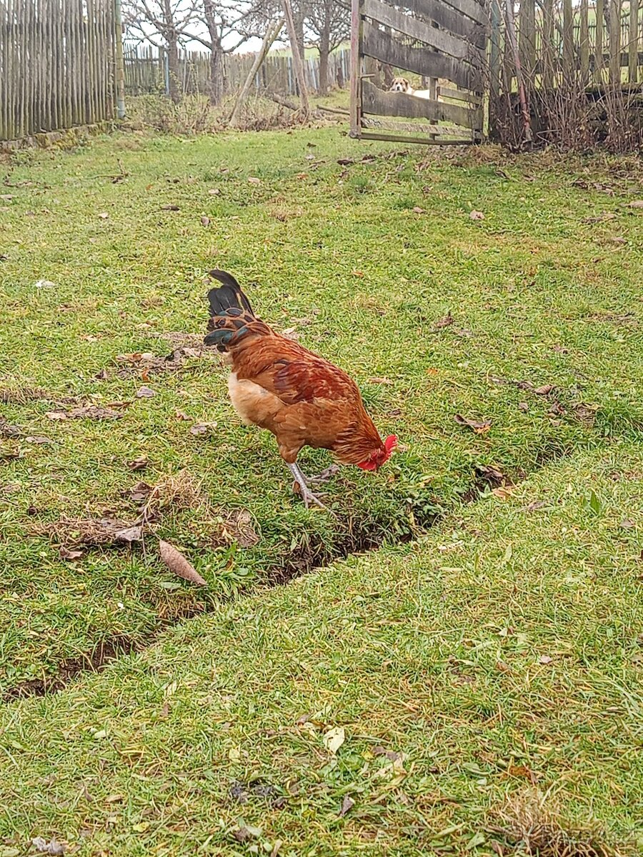 Kohouti Česka zlatá kropenka - 2