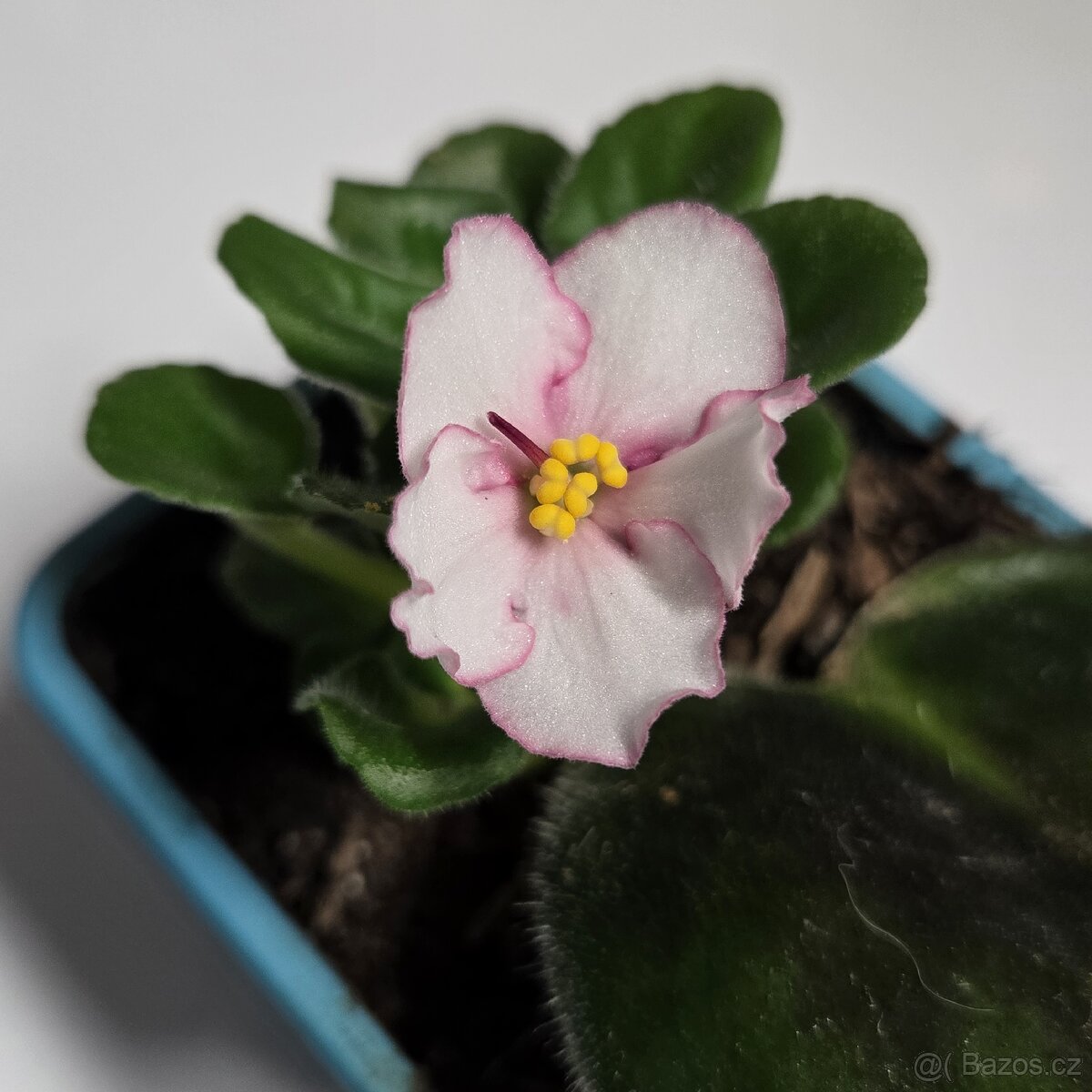 Fialka bílá, růžové okraje květů - 2