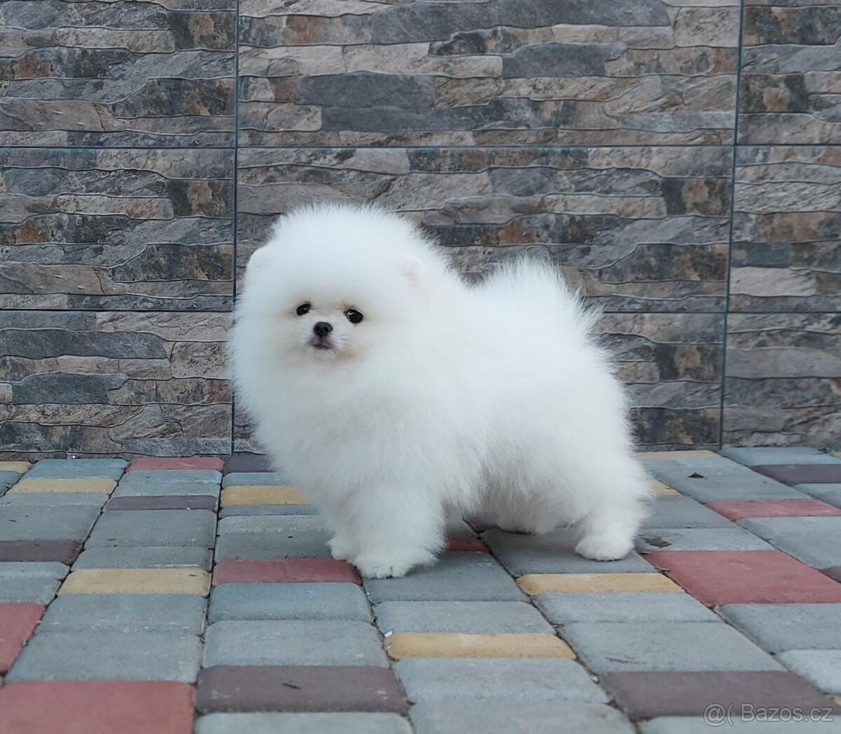 Pomeranian mini - 2