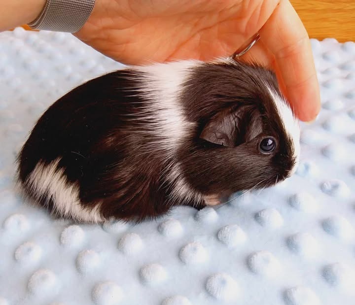 Morče - samička z reg. CHS - 2