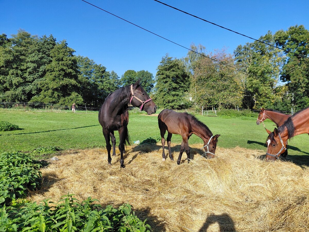 Hříbě-klisnička - 2