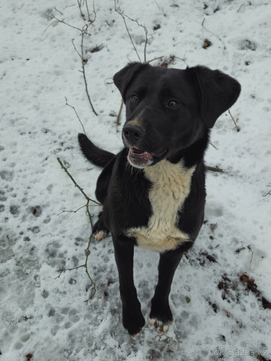 Daruji štěně - 2