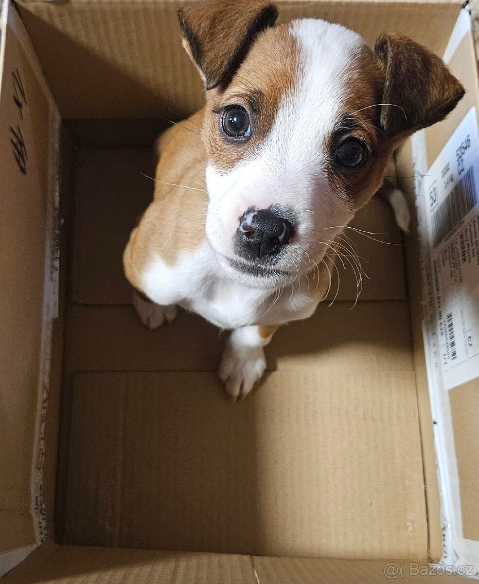 Pitbul štěně bez PP fenka - 2