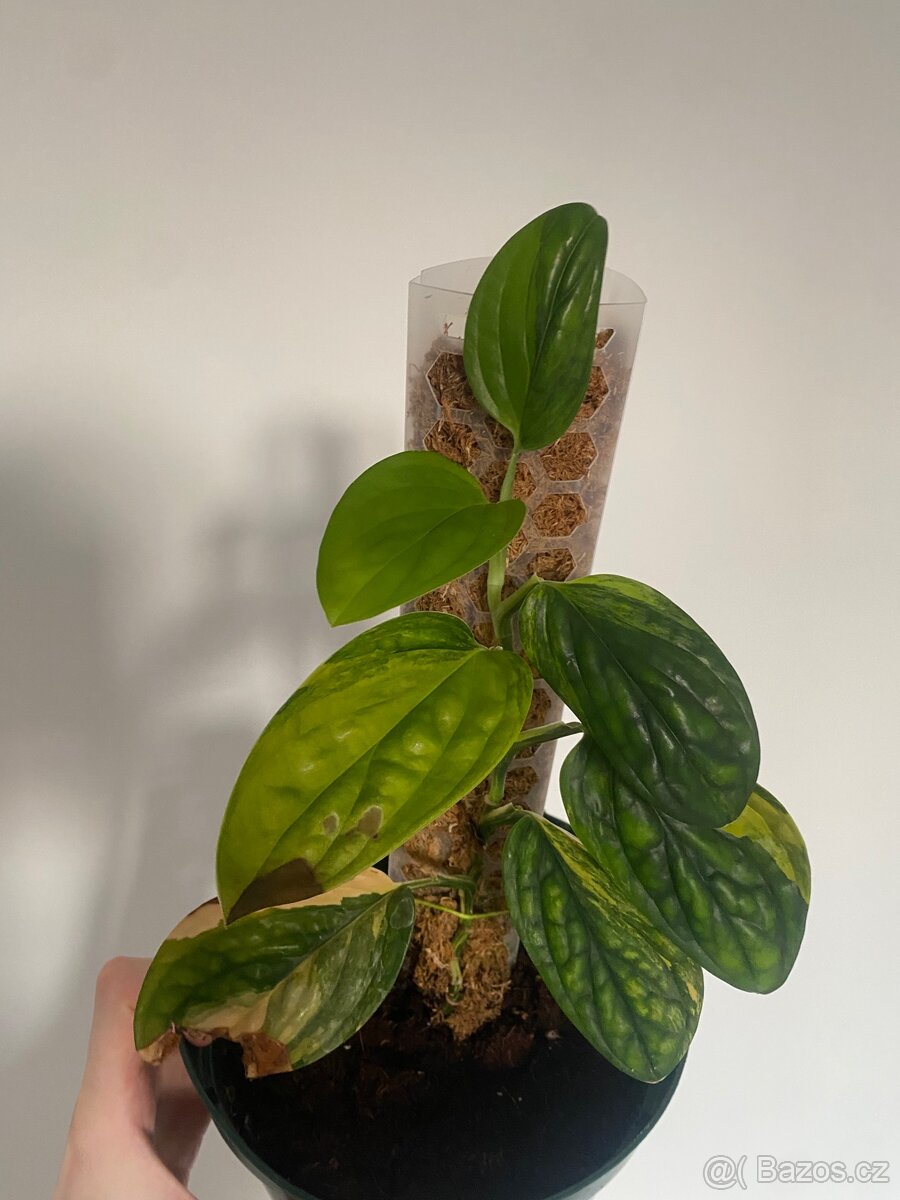 Monstera Karstenianum Peru Variegata - 2