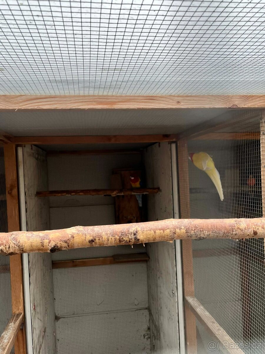 Papoušci Australie - 2