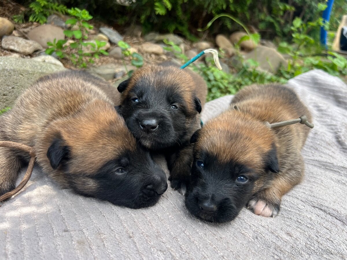 Štěňata - belgický ovčák Malinois s PP - 2