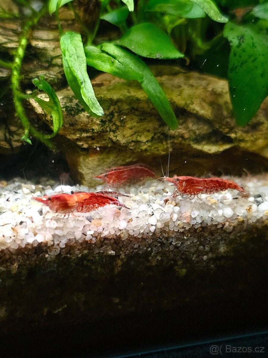 Krevetky Red Cherry - 2