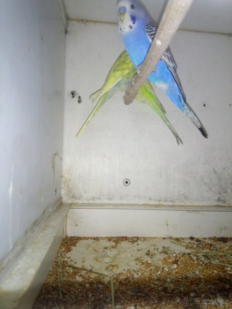 Andulky - 2